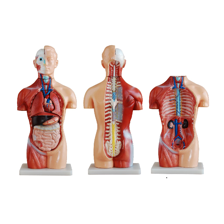 Educational human physiology models and teaching equipment for classroom and laboratory use
