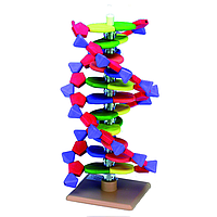 PHYWE 39851-00 DNA-Model With 12 Basepairs
