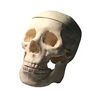 True Phantom Solutions SL-A01 Adult Skull For X-Ray CT, US, MRI