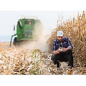 Signs indicating when to harvest corn