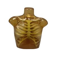 True Phantom Solutions TX-A01 Adult Thorax For X-Ray CT, US, MRI