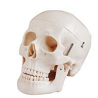 PHYWE MOD-SKULL Human Skull Model (20 x 13,5 x 13,5 cm)
