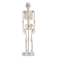 PHYWE MOD-MINISKELET Mini Skeleton (85 cm)